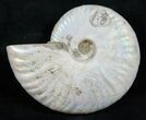 Silver Iridescent Ammonite - Madagascar #13696-1